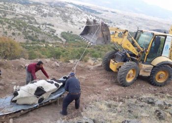 Uçuruma düşen inek kurtarıldı