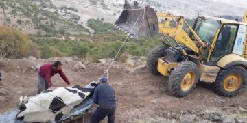 Uçuruma düşen inek kurtarıldı