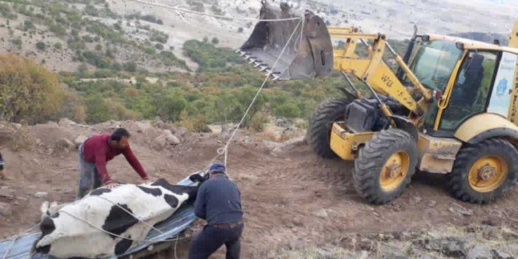 Uçuruma düşen inek kurtarıldı