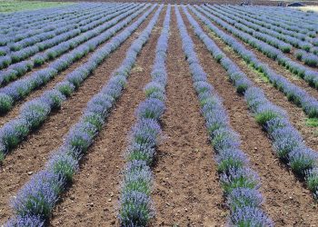Konya lavantanın merkezi olacak