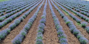 Konya lavantanın merkezi olacak
